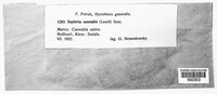 Septoria cannabis image